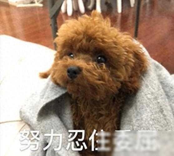 为什么不建议养“泰迪”？这6个缺点，你能忍受几个