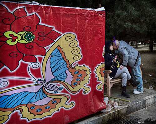 中华狸花猫